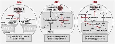 Possible Role of Adenosine in COVID-19 Pathogenesis and Therapeutic Opportunities